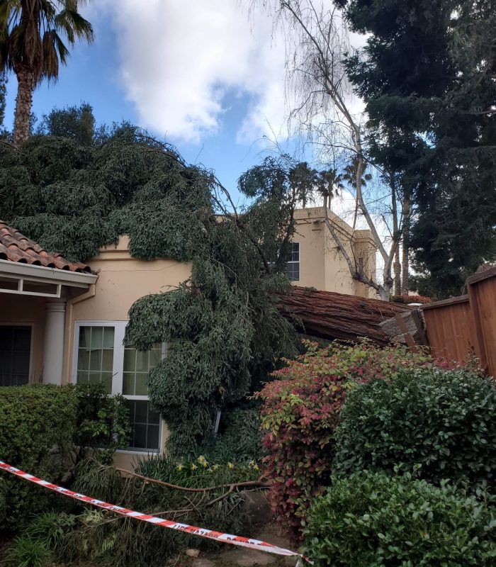 Integra-Builder-Inc-Website_Tree-Damage_Milligan.1